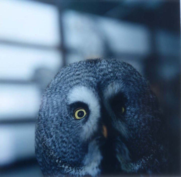 アート・デザイン・音楽 AILA Rinko Kawauchi LITTLE MORE Rinko Kawauchi | AILA