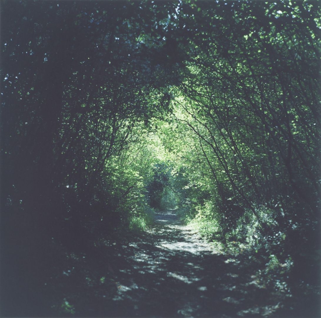 Rinko KAWAUCHI (*1972, Japan): Untitled, from the series 'An interlinking' – Christophe Guye Galerie