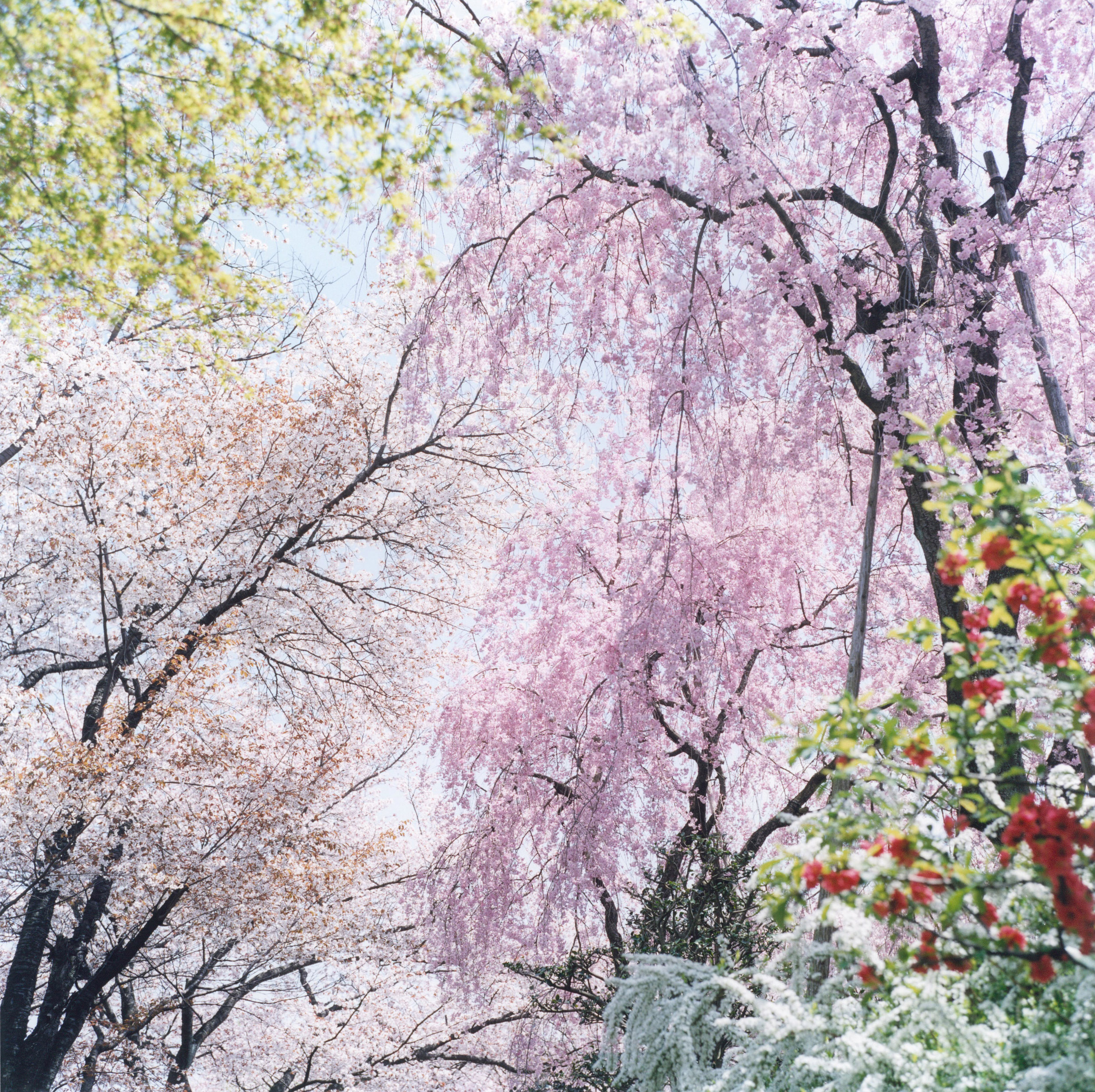 Rinko Kawauchi - Gallery | Galerie Christophe Guye