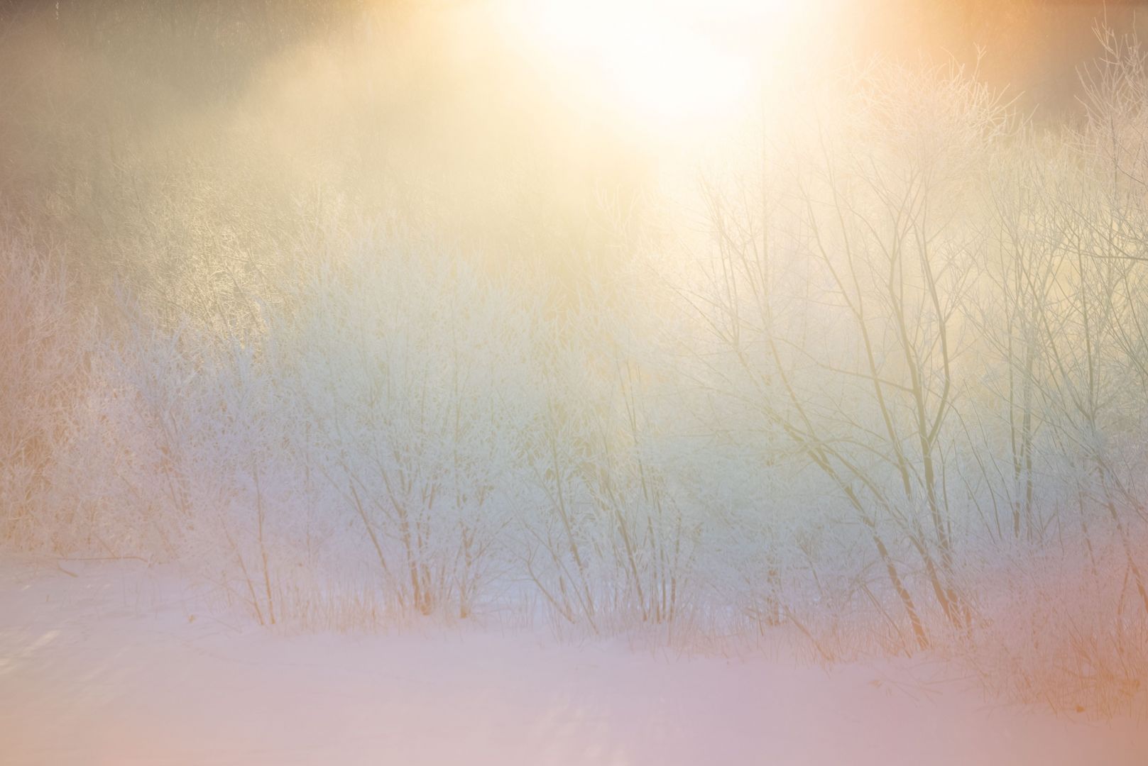 Rinko KAWAUCHI (*1972, Japan): Untitled, from the series 'M/E' – Christophe Guye Galerie