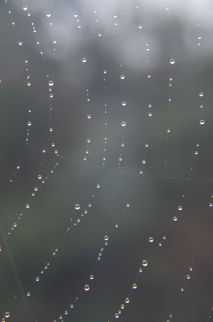 Rinko KAWAUCHI (*1972, Japan): Untitled, from the series 'M/E' – Christophe Guye Galerie