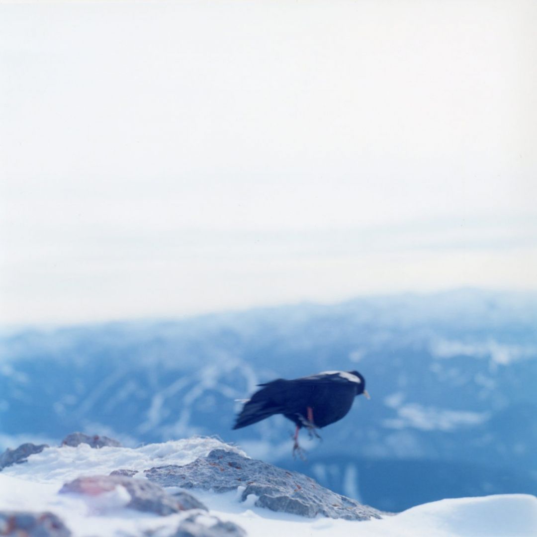 Rinko KAWAUCHI (*1972, Japan): Untitled, from the series 'Search for the sun' – Christophe Guye Galerie