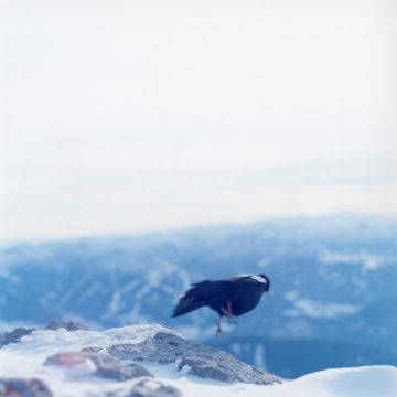 Rinko KAWAUCHI (*1972, Japan): Untitled, from the series 'Search for the sun' – Christophe Guye Galerie