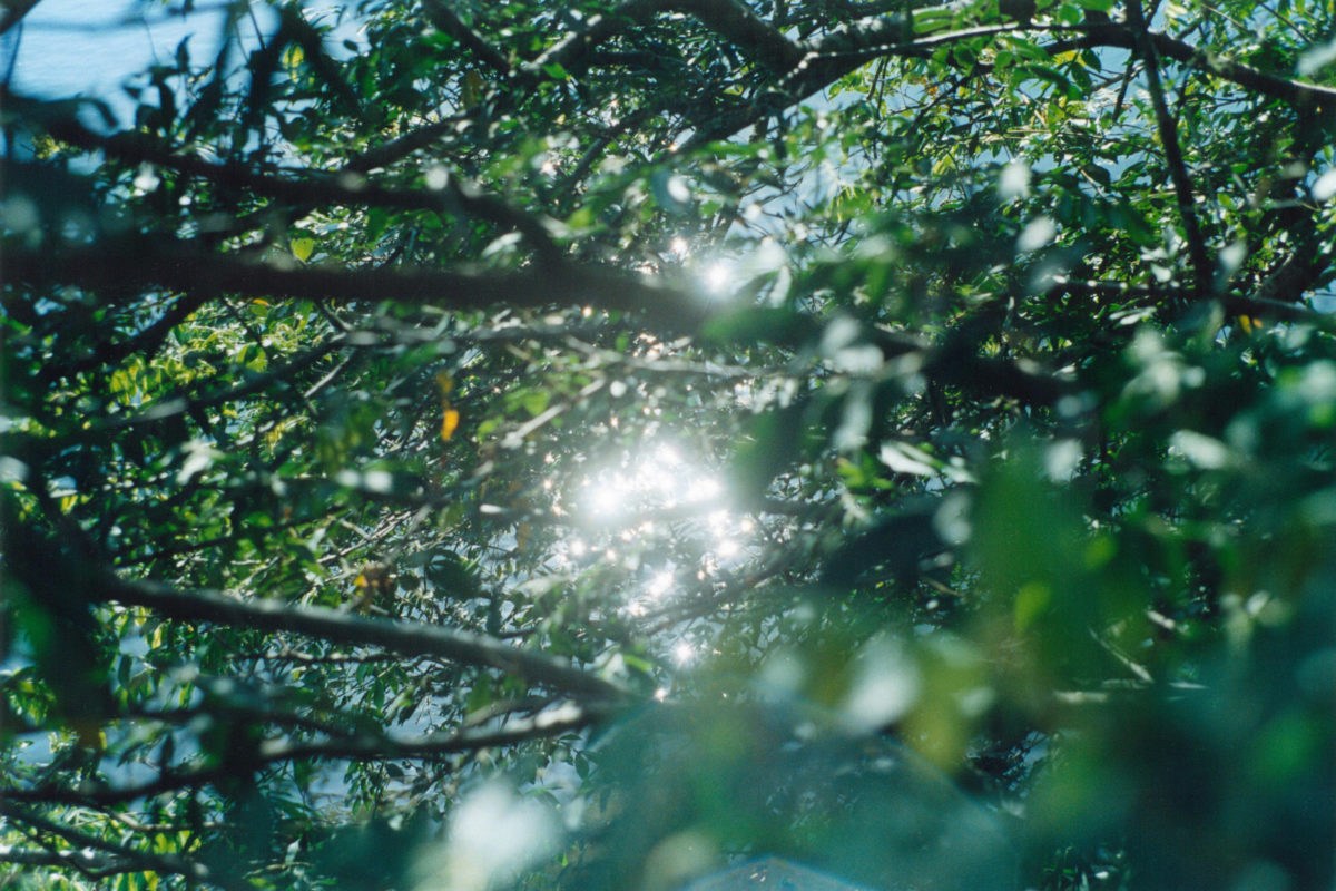 Rinko KAWAUCHI (*1972, Japan): Untitled, from the series ‚Semear‘ – Christophe Guye Galerie