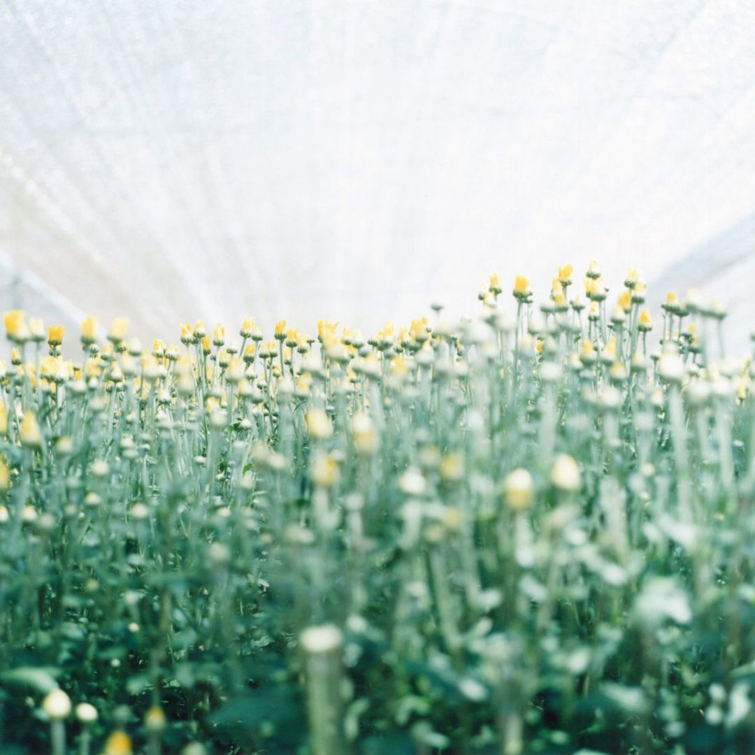 Rinko KAWAUCHI (*1972, Japan): Untitled, from the series ‚Semear‘ – Christophe Guye Galerie