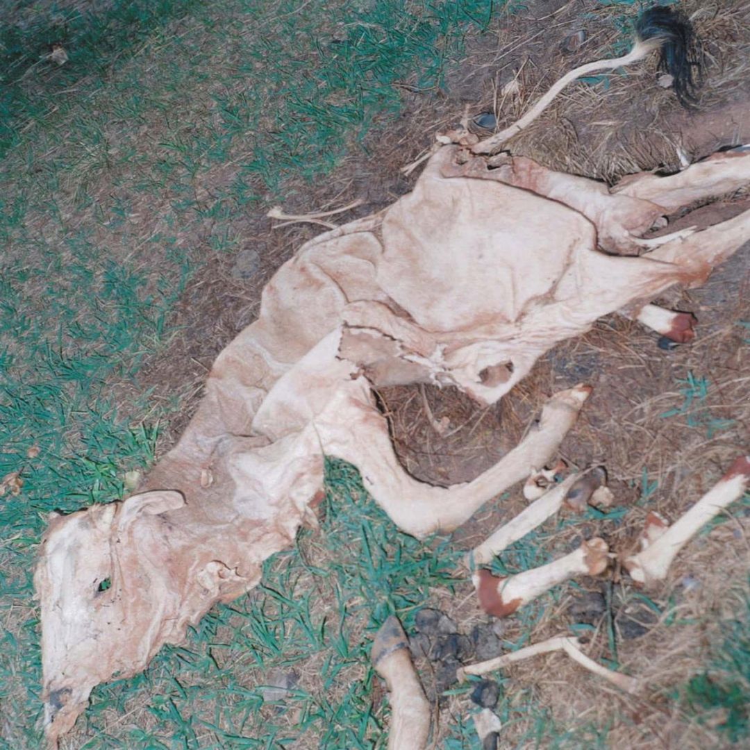 Rinko KAWAUCHI (*1972, Japan): Untitled, from the series ‚Semear‘ – Christophe Guye Galerie