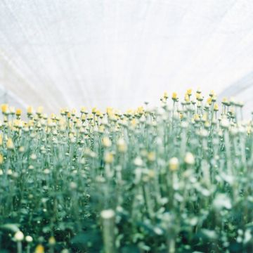 Rinko KAWAUCHI (*1972, Japan): Untitled, from the series ‚Semear‘ – Christophe Guye Galerie