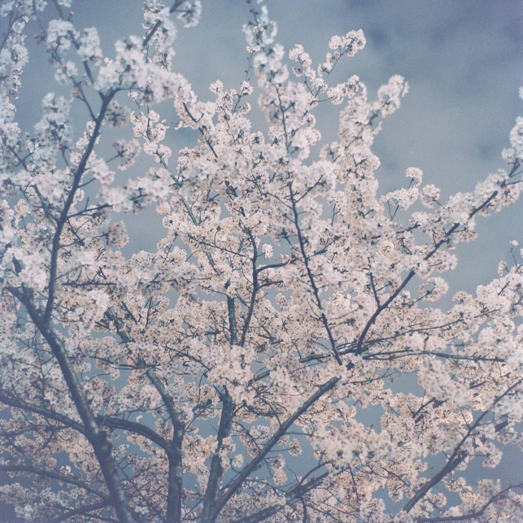 Rinko KAWAUCHI (*1972, Japan): Untitled, from the series 'The river embraced me' – Christophe Guye Galerie