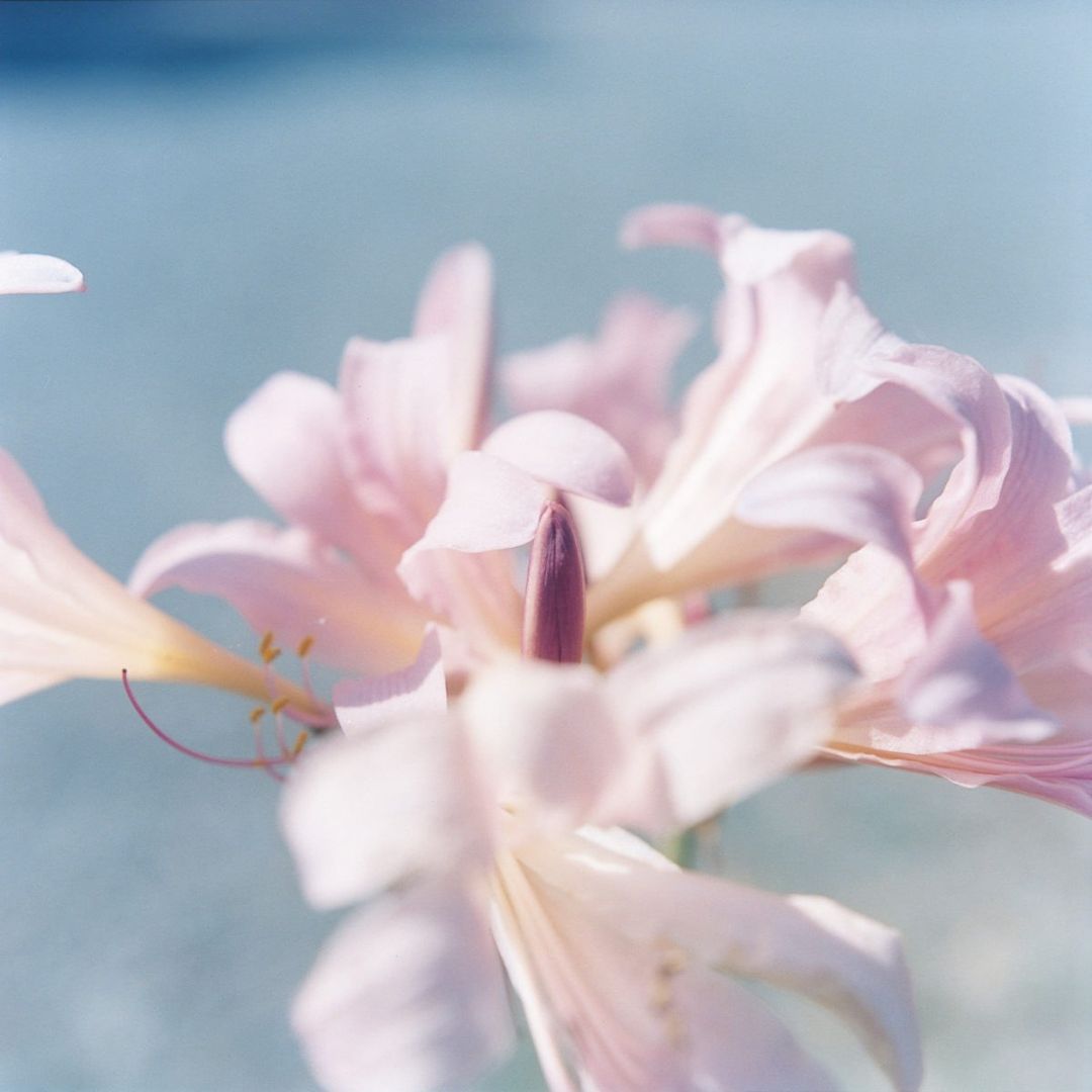 Rinko KAWAUCHI (*1972, Japan): Untitled, from the series 'The river embraced me' – Christophe Guye Galerie