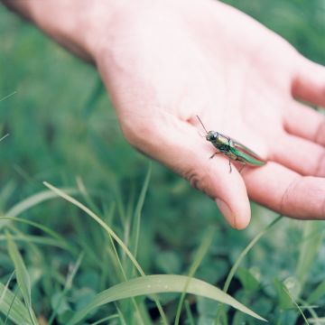 Rinko KAWAUCHI (*1972, Japan): Untitled, from the series 'The river embraced me' – Christophe Guye Galerie