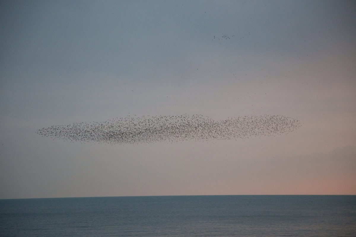 Rinko KAWAUCHI (*1972, Japan): Untitled, from the series ‚ murmuration‘ – Christophe Guye Galerie