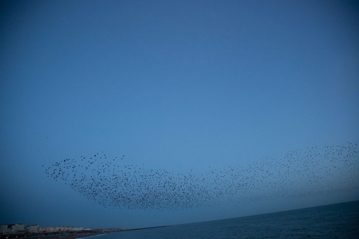 Rinko KAWAUCHI (*1972, Japan): Untitled, from the series ‚murmuration‘ – Christophe Guye Galerie