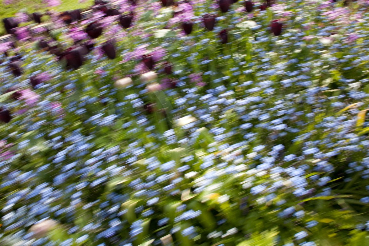 Rinko KAWAUCHI (*1972, Japan): Untitled, from the series ‚murmuration‘ – Christophe Guye Galerie