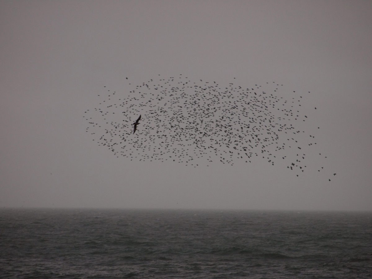 Rinko KAWAUCHI (*1972, Japan): Untitled, from the series ‚ murmuration‘ – Christophe Guye Galerie