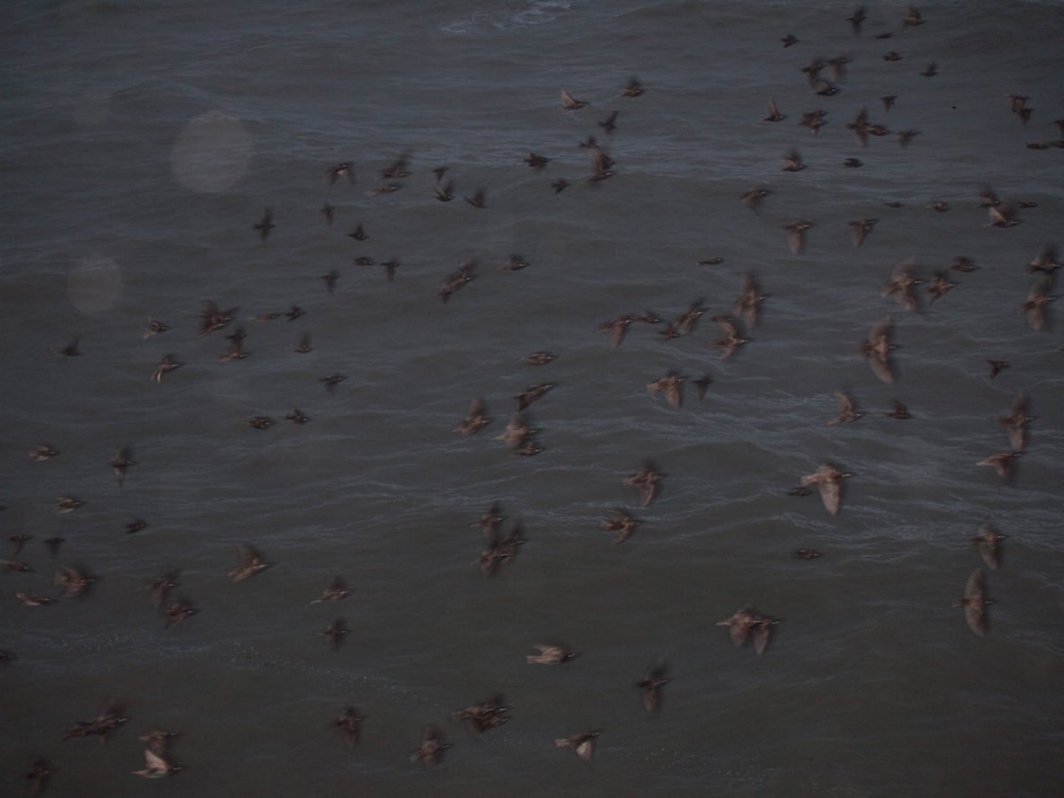 Rinko KAWAUCHI (*1972, Japan): Untitled, from the series ‚murmuration‘ – Christophe Guye Galerie