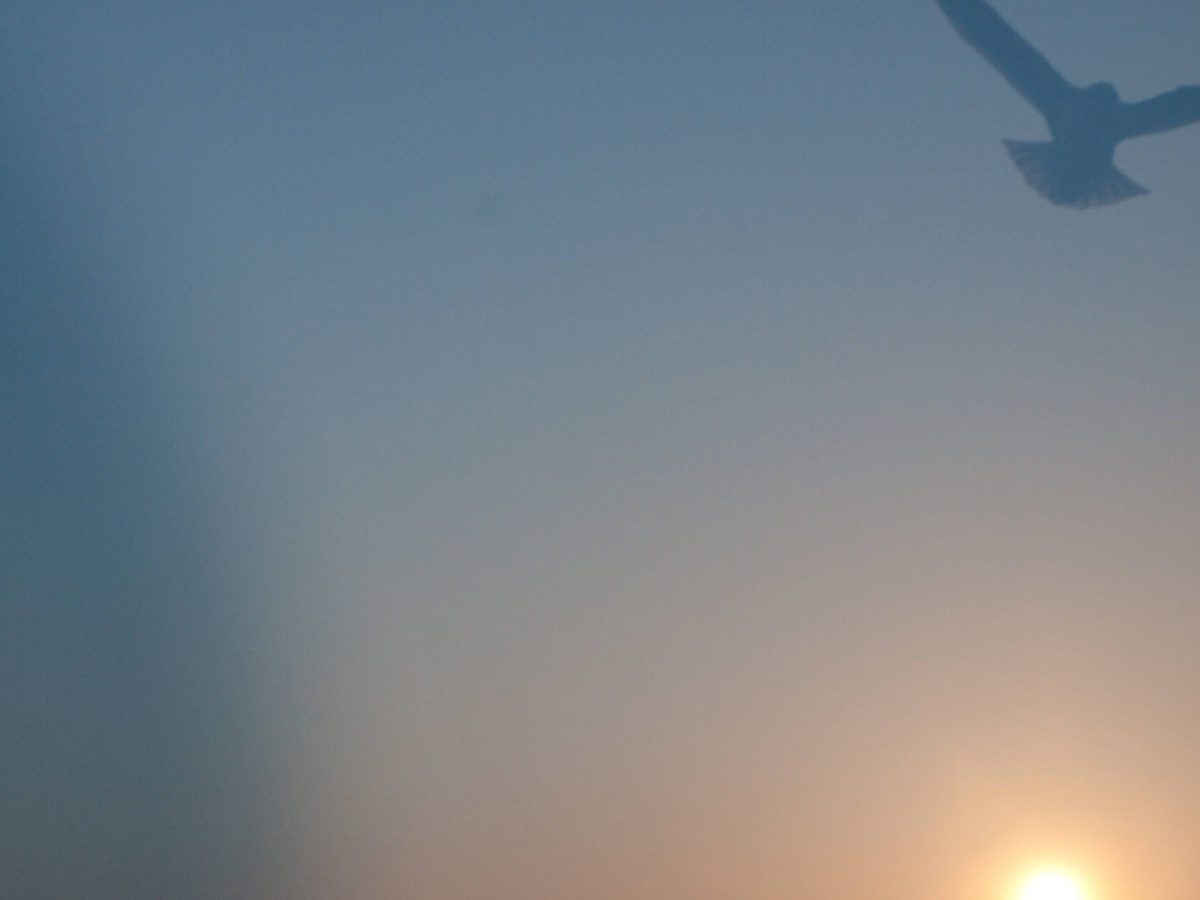 Rinko KAWAUCHI (*1972, Japan): Untitled, from the series ‚ murmuration‘ – Christophe Guye Galerie