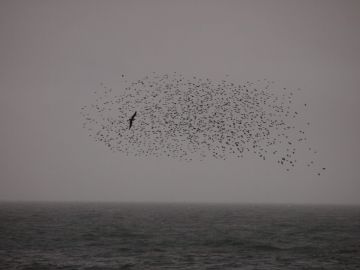 Rinko KAWAUCHI (*1972, Japan): Untitled, from the series ‚ murmuration‘ – Christophe Guye Galerie