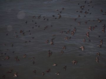 Rinko KAWAUCHI (*1972, Japan): Untitled, from the series ‚murmuration‘ – Christophe Guye Galerie