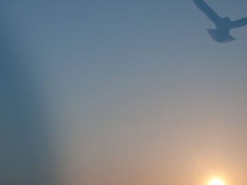 Rinko KAWAUCHI (*1972, Japan): Untitled, from the series ‚ murmuration‘ – Christophe Guye Galerie