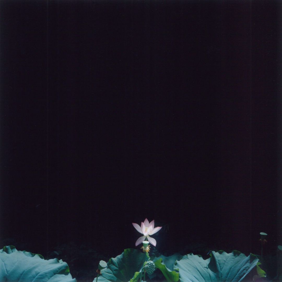Rinko KAWAUCHI (*1972, Japan): Untitled, from the series 'the eyes, the ears,' – Christophe Guye Galerie