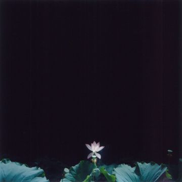 Rinko KAWAUCHI (*1972, Japan): Untitled, from the series 'the eyes, the ears,' – Christophe Guye Galerie