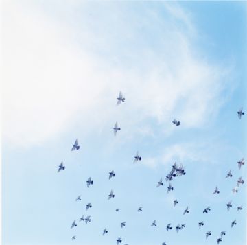 Rinko KAWAUCHI (*1972, Japan): Untitled, from the series 'the eyes, the ears,' – Christophe Guye Galerie
