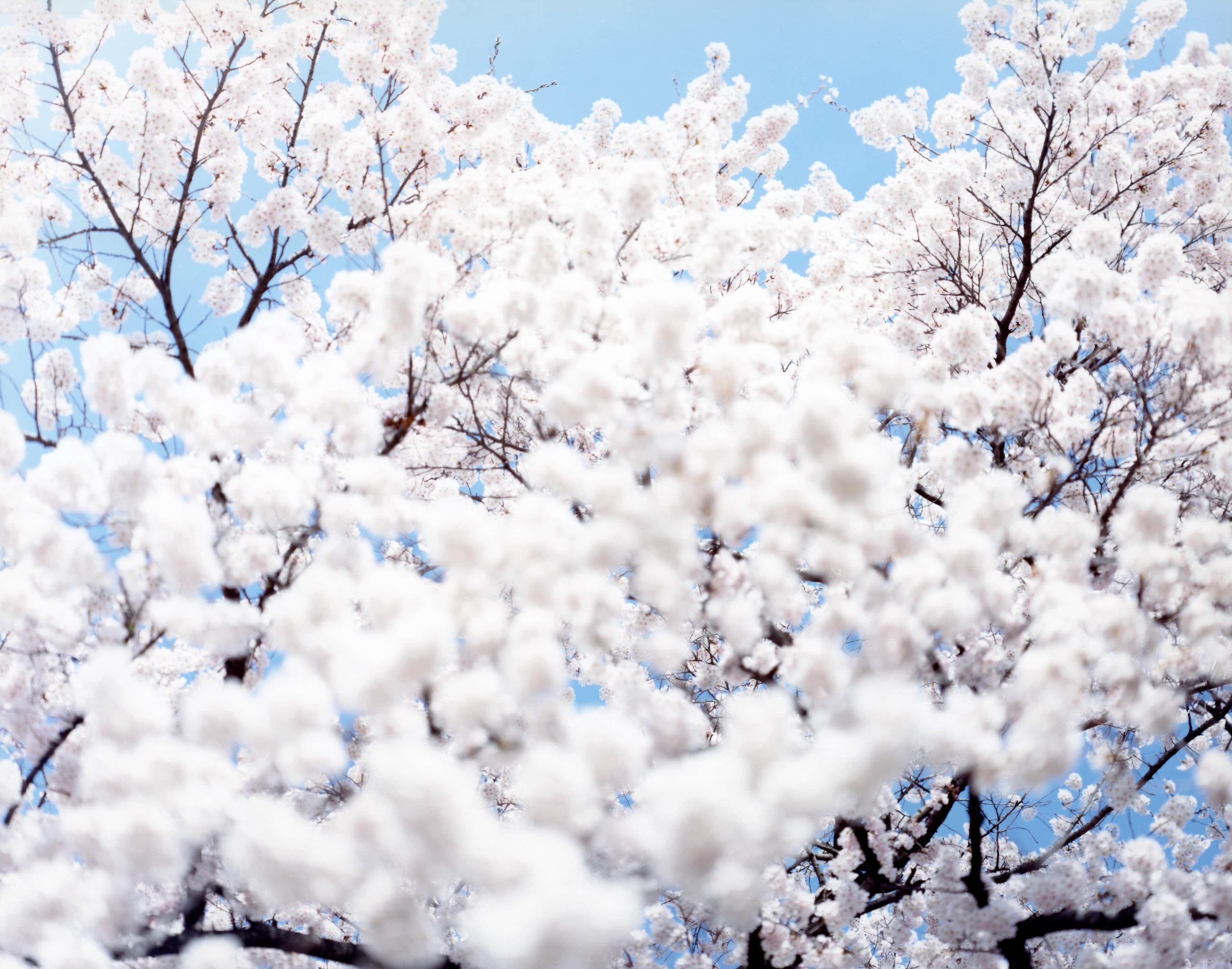 鈴木理策 Sakura、White SAKURA | 鈴木理策 | Risaku Suzuki | 鈴木理策 | Risaku Suzuki