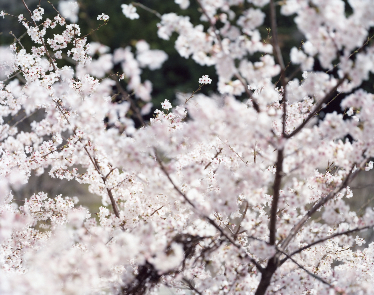 Risaku SUZUKI (*1963, Japan): SAKURA 14, 4-9 – Christophe Guye Galerie