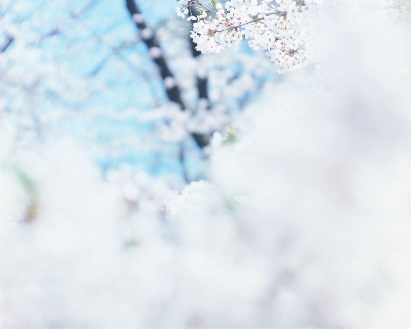 Risaku SUZUKI (*1963, Japan): SAKURA 16,4-64 – Christophe Guye Galerie