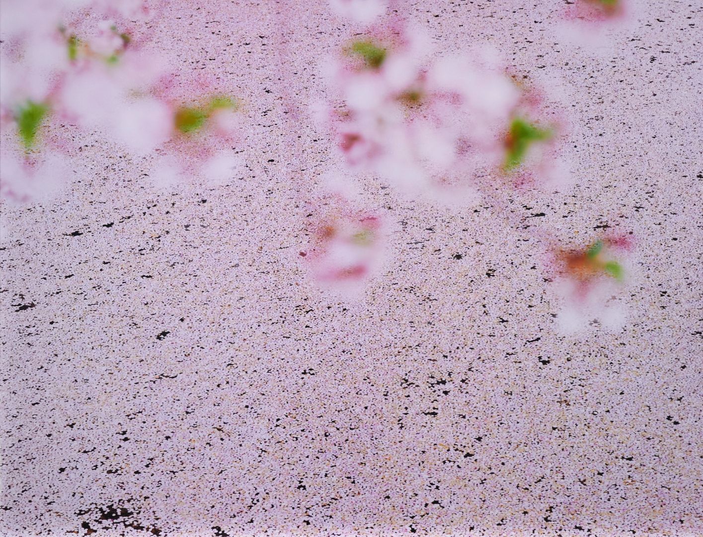 Risaku SUZUKI (*1963, Japan): SAKURA 16,4-22 – Christophe Guye Galerie