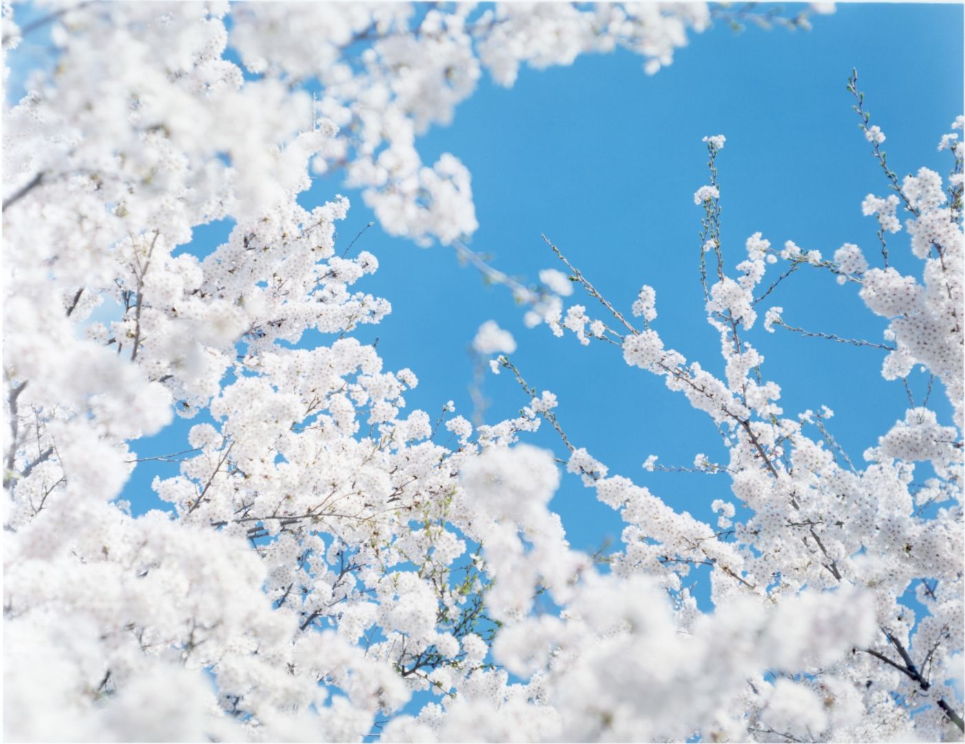Risaku SUZUKI (*1963, Japan): SAKURA 17,4-171 – Christophe Guye Galerie