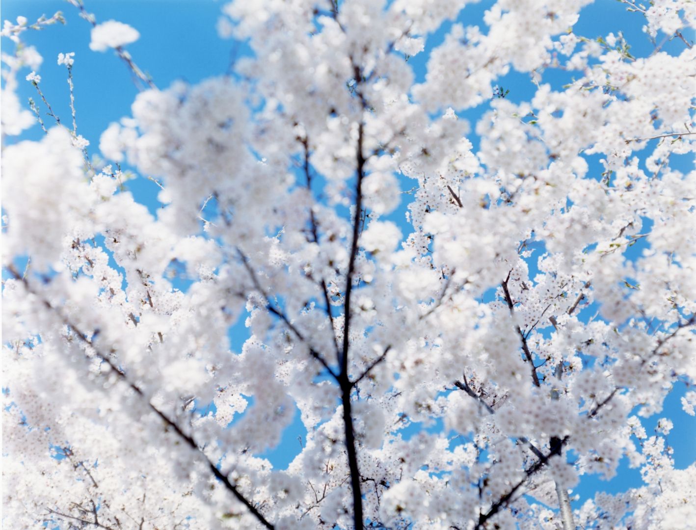 Risaku SUZUKI (*1963, Japan): SAKURA 17,4-200 – Christophe Guye Galerie