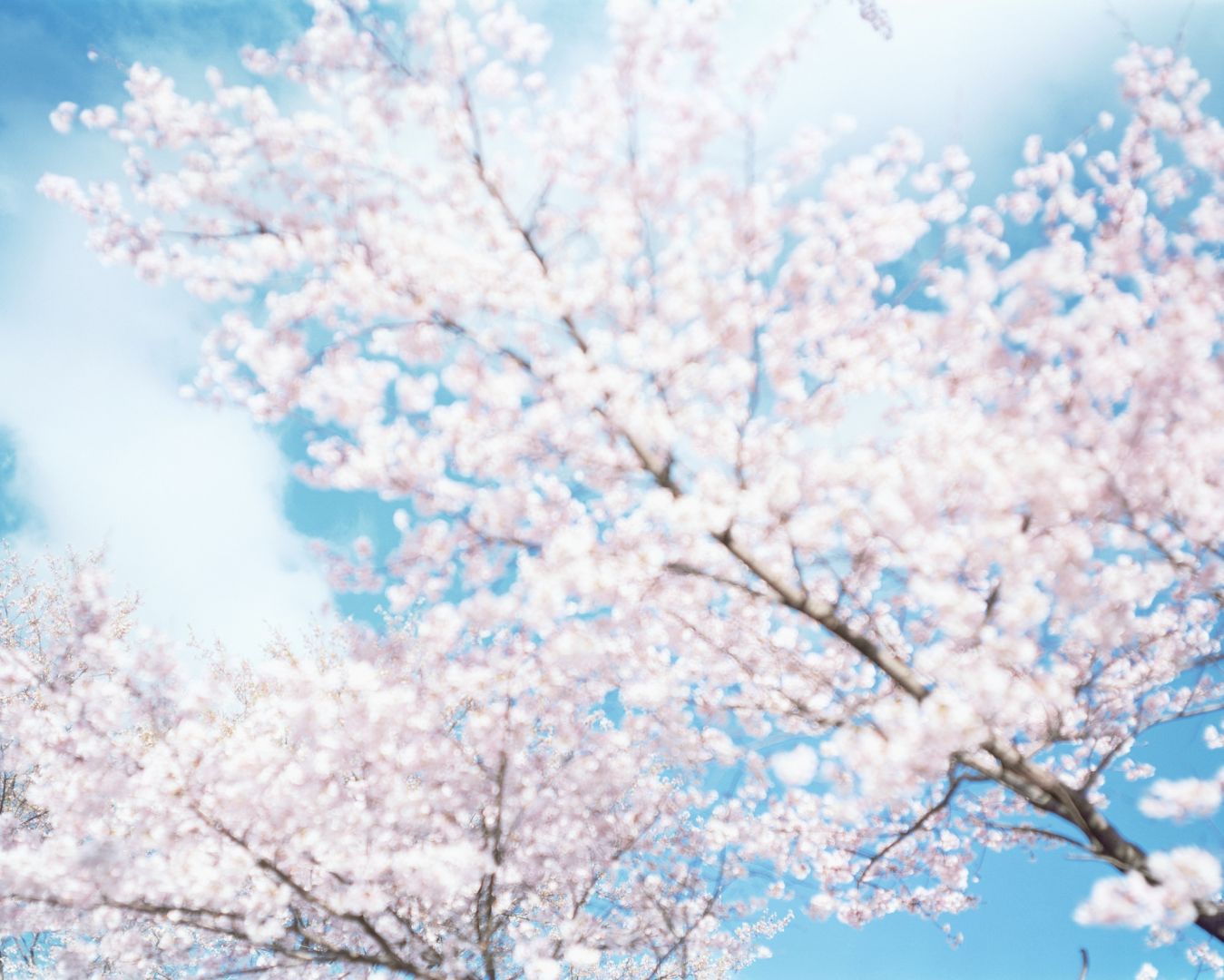 Risaku SUZUKI (*1963, Japan): SAKURA N-11 – Christophe Guye Galerie