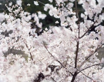 Risaku SUZUKI (*1963, Japan): SAKURA 14, 4-9 – Christophe Guye Galerie