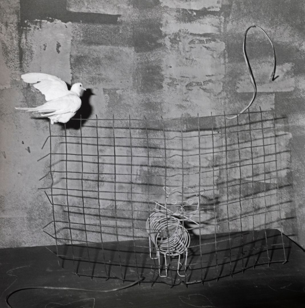 Roger BALLEN (*1950, America/South Africa): Caged Cat – Christophe Guye Galerie