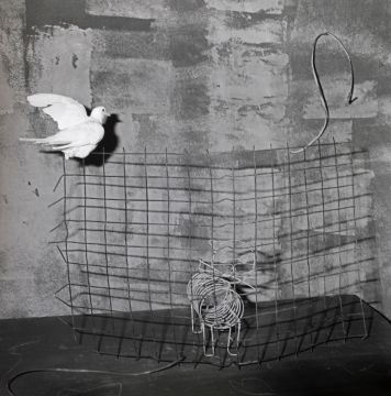 Roger Ballen: Caged Cat – Christophe Guye Galerie