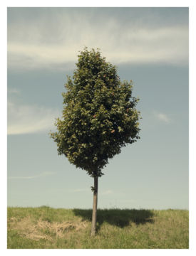 Roger EBERHARD (*1984, Switzerland): Untitled (Baum #4) – Christophe Guye Galerie