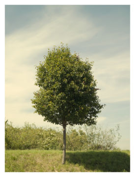 Roger EBERHARD (*1984, Switzerland): Untitled (Baum #5) – Christophe Guye Galerie