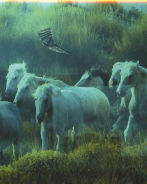 Seba KURTIS (*1974, Argentina): Horses – Christophe Guye Galerie