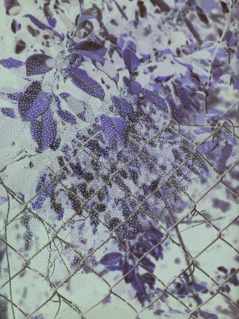 Stephen GILL (*1971, Great Britain): Organic Pussy 4 from the series Best Before End – Christophe Guye Galerie