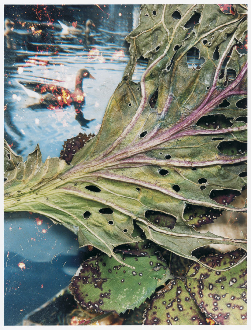 Stephen GILL (*1971, Great Britain): Untitled, from the series 'Hackney Flowers' – Christophe Guye Galerie