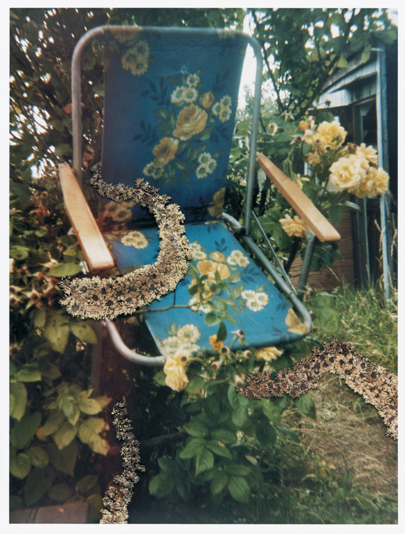 Stephen GILL (*1971, Great Britain): Untitled, from the series 'Hackney Flowers' – Christophe Guye Galerie