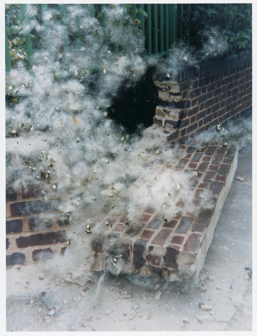 Stephen GILL (*1971, Great Britain): Untitled, from the series 'Hackney Flowers' – Christophe Guye Galerie