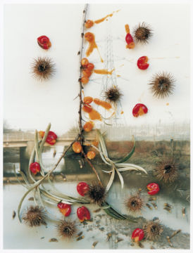 Stephen GILL (*1971, Great Britain): Untitled, from the series 'Hackney Flowers' – Christophe Guye Galerie