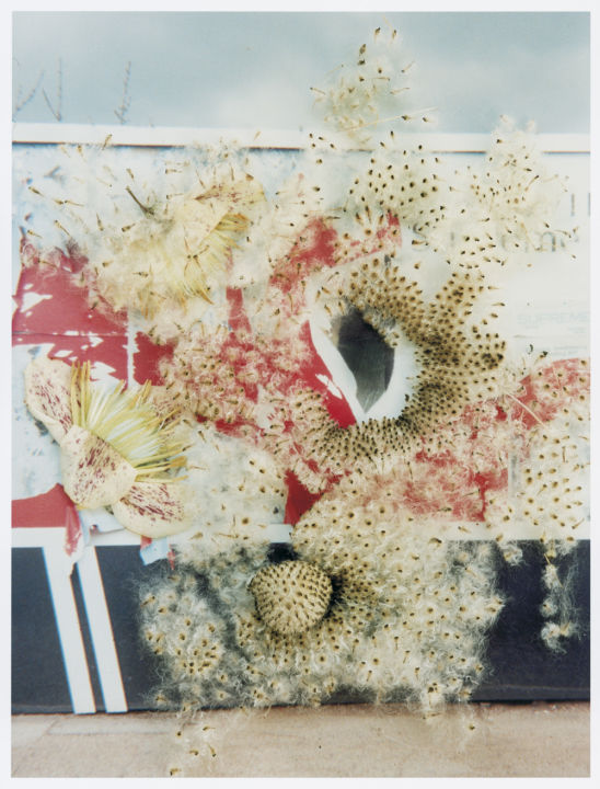 Stephen Gill - Gallery | Galerie Christophe Guye