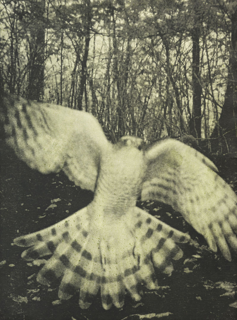 Stephen GILL (*1971, Great Britain): Untitled, from the series 'Night Procession' – Christophe Guye Galerie