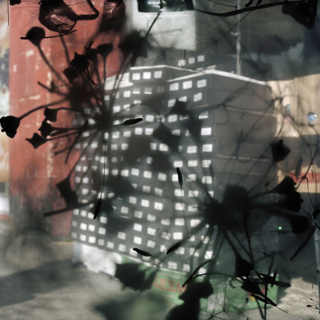 Stephen GILL (*1971, Great Britain) : Untitled, from the series 'Talking to Ants' – Christophe Guye Galerie
