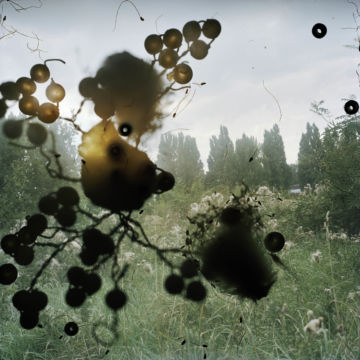 Stephen GILL (*1971, Great Britain): Untitled, from the series 'Talking to Ants' – Christophe Guye Galerie