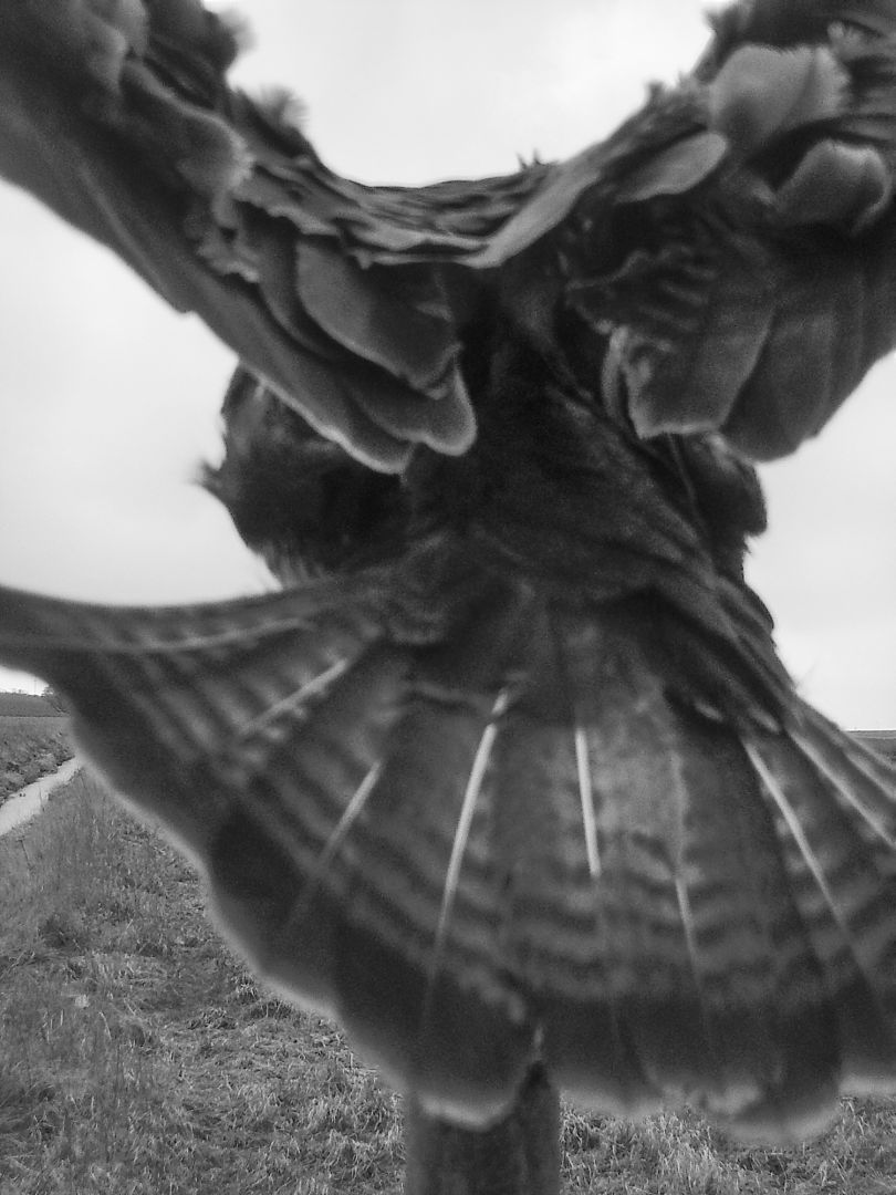 Stephen GILL (*1971, Great Britain): Common Buzzard Nr 03070001 – Christophe Guye Galerie