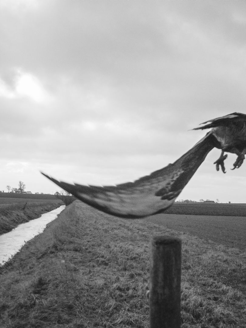 Stephen GILL (*1971, Great Britain): Common Buzzard Nr 10120897 – Christophe Guye Galerie